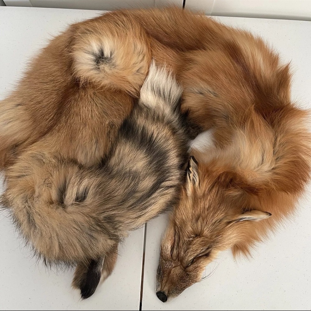 Real Red Fox Fur Pelt Hide Stole Scarf Log Cabin Decor Crafts Art Wall Hanging! - Picture 2 of 15